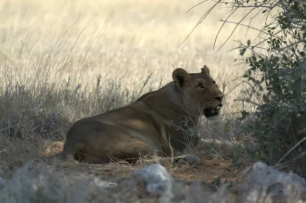 Namibya 'daki Etosha Milli Parkı' nda Aslan