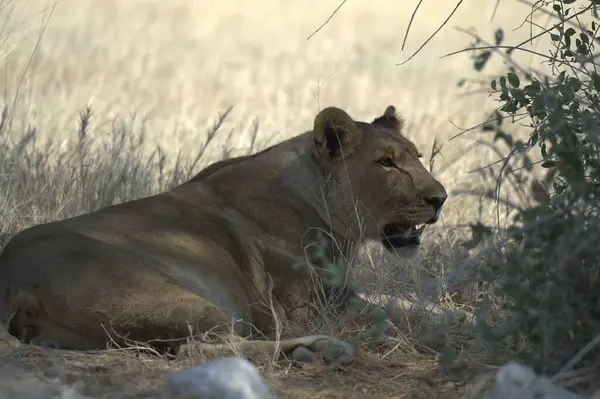 Afrika, Kenya 'da dişi aslan.