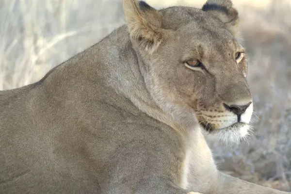 Çimlerde dişi aslan.