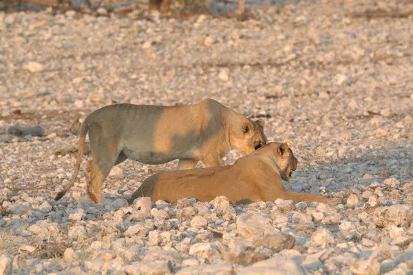Çölde vahşi bir aslan