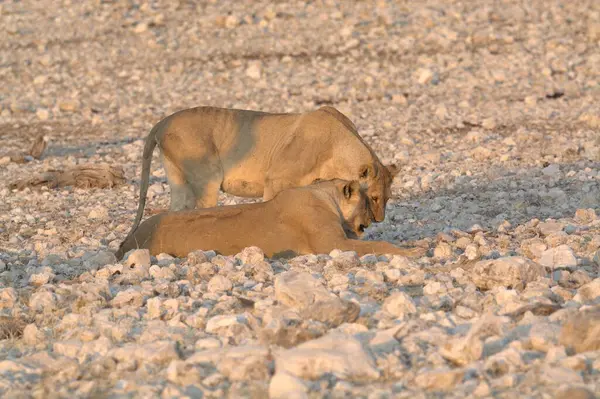 Etoşa 'daki aslan yavrusu.