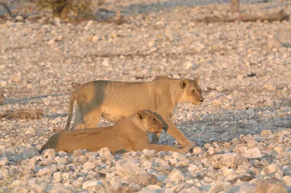 Namibya 'daki Etoşa Ulusal Parkı' nda yerde bir çift aslan.