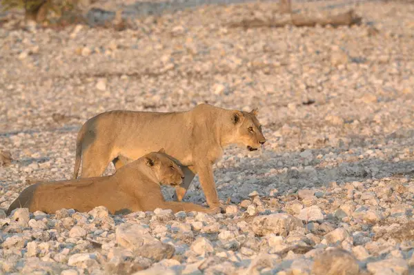 Annesiyle birlikte genç bir aslan yavrusu.