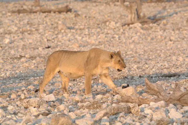 Namibya 'da Etoşa' da aslan