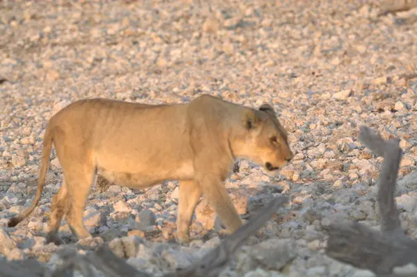 Afrika savanındaki vahşi Afrika fili