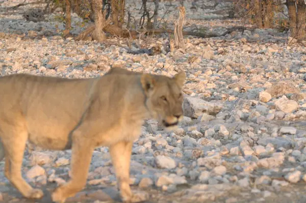 Çöldeki beyaz bir aslanın güzel bir görüntüsü.