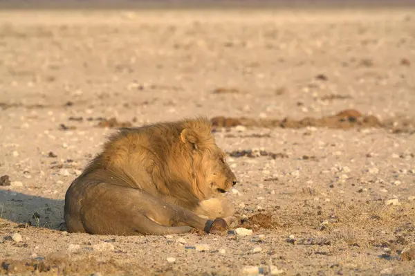 Etoşa Ulusal Parkı, Namibya 'da aslan