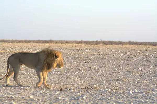 Namibya 'daki Etoşa Milli Parkı' nda aslan.