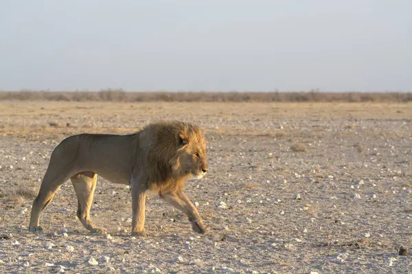Namibya 'daki Etoşa Milli Parkı' nda aslan.