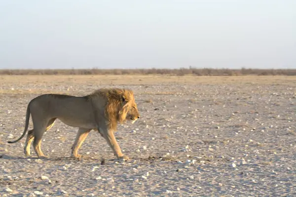 Afrika aslanı (panthera leo) Etoşa Ulusal Parkı 'nın kuru kumlarında yürüyor, Namibya