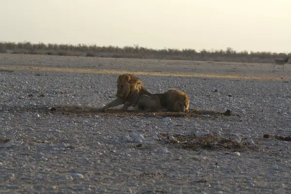 Aslan etkin ulusal park, Namibya