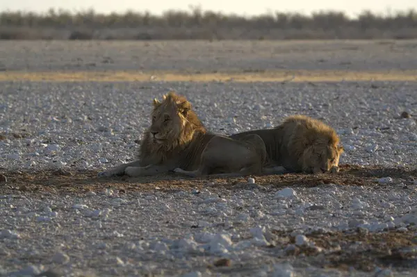 Namibya 'daki Etoşa Milli Parkı' nda vahşi aslan.