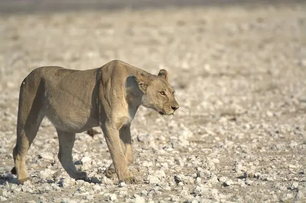 Namibya 'daki vahşi aslan
