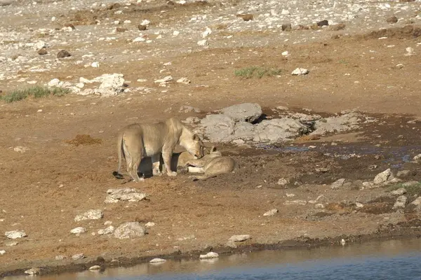 Çölde bir koyun sürüsü