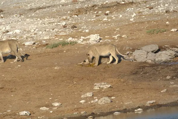 Çöldeki vahşi hayvanlar