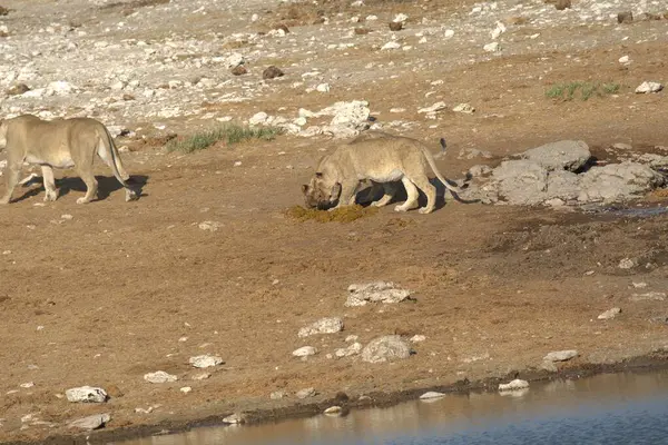 Dağlarda bir grup hayvan.