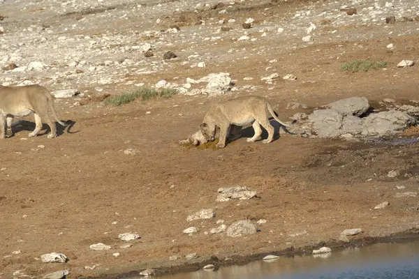 Suda bir grup aslan var.