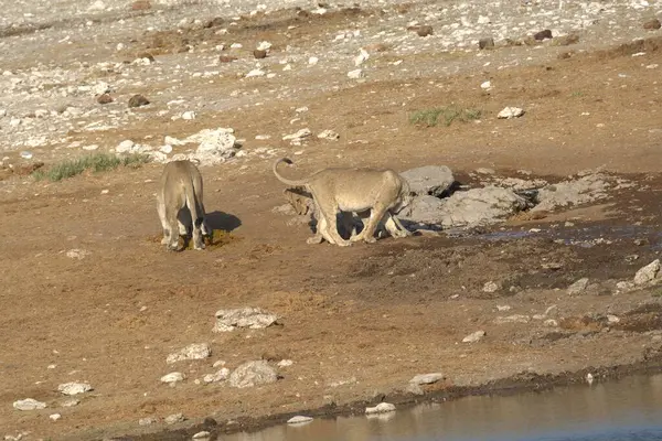 Afrika savanındaki yolda aslan var.