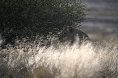 Ormanda yürüyen yaban domuzu