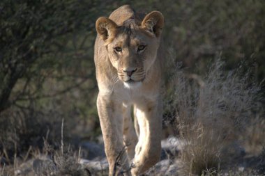 Aslan vahşi Afrika 'da