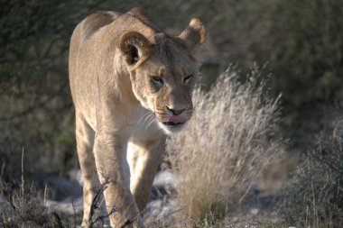 dişi aslan vahşi doğada