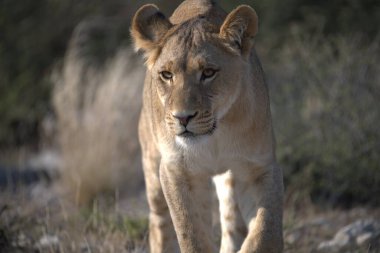 Vahşi, Güney Afrikalı dişi aslan.