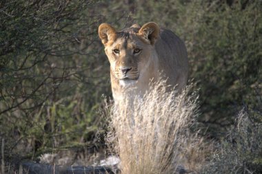 Kenya savanındaki aslan