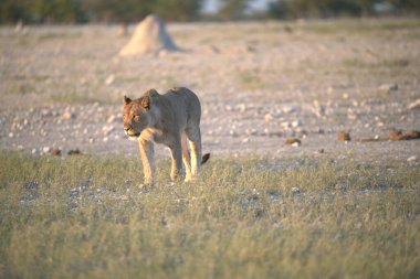 Sabahları çölde yaban domuzu