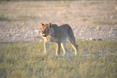 Kenya savanındaki aslan