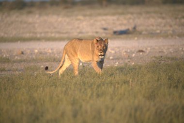 Aslan savanada yürüyor