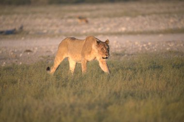 Çöldeki vahşi aslan
