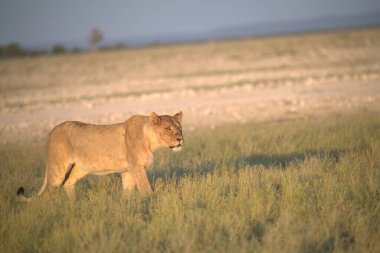 Etoşa 'nın ulusal parkında çimlerde bir aslan. yüksek kaliteli fotoğraf