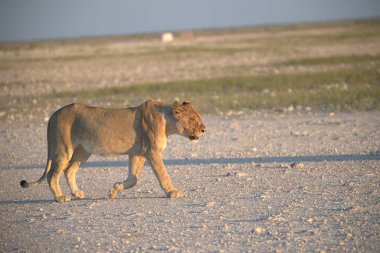 Kumda yürüyen bir aslan, savannah.