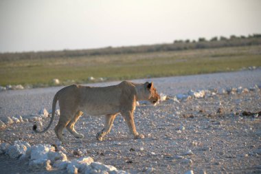 Afrikalı vahşi hayvan, vahşi yaşam, doğa.