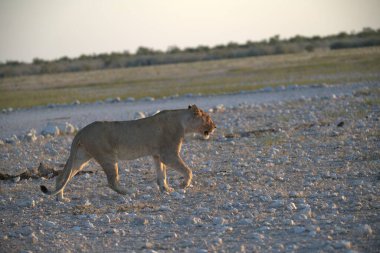 Namibya bozkırında bir aslan
