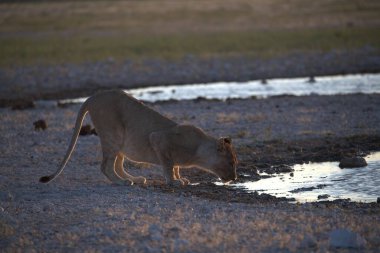 Afrika aslanı Güney Afrika 'daki Kruger Ulusal Parkı' nda.
