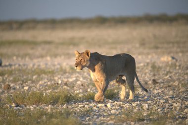 Dişi aslan kuru zeminde yürüyor.