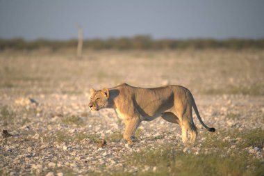 Afrika 'nın güneyindeki Kruger parkında aslan var.