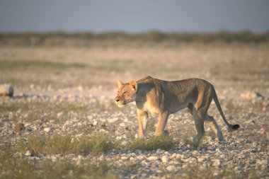 Vahşi beyaz aslan (panthera leo) Namibya, Afrika savanasında yürüyor