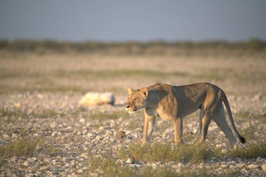 kırmızı aslan etosha safari parkında namibya