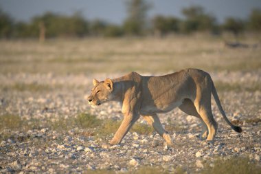 Çölde dişi dişi aslan