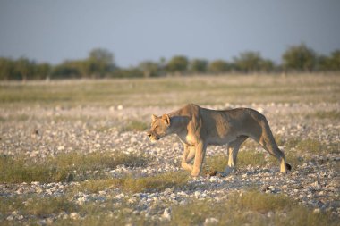 Savanadaki vahşi aslan