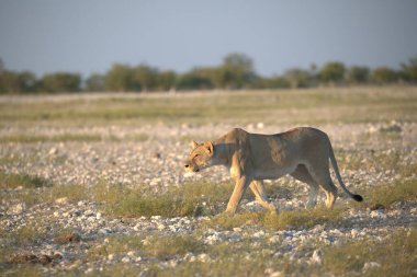 Etoşa Ulusal Parkı 'nda güzel, genç bir Afrika aslanı.
