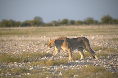Vahşi aslan savanada yürüyor.
