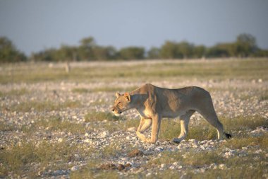 Dişi aslan Afrika 'da yürüyor.