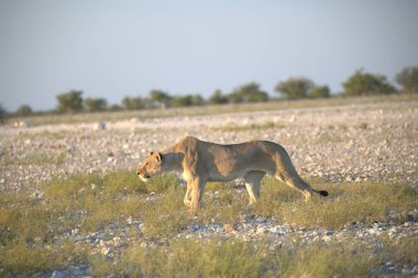 Güzel vahşi aslan çölde yürüyor.