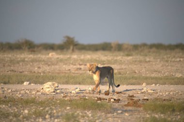 Aslan ın kruger national park, Güney Afrika