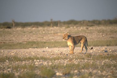 Etoşa Ulusal Parkı 'nda vahşi aslanlar