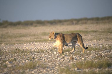 Afrika bozkırında vahşi bir aslan