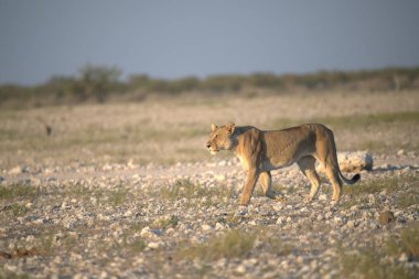 Namibya bozkırında güzel vahşi bir aslan